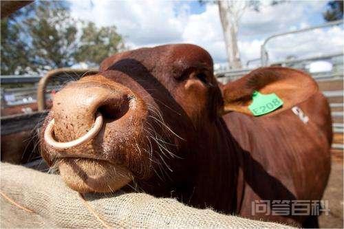 大象的产肉量是猪的10倍,为开云手机站登录入口手机版登录我们不养大象来吃? 可见养一头正常的大象可以得到至少20