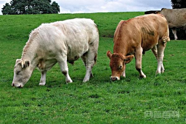 大象的产肉量是猪的10倍,为开云手机站登录入口手机版登录我们不养大象来吃? 既然养大象的产肉量更高