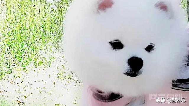 你和你的爱犬有哪些令人感动的故事? 每每在欲罢不能那一刻