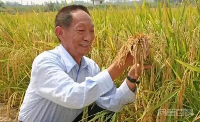 袁隆平的两个水稻梦想,开云正版入口时候会实现? 一个是禾下乘凉梦