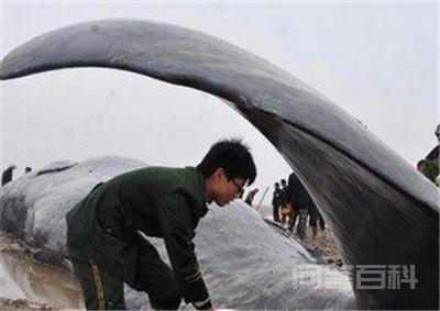 背部是青灰色的