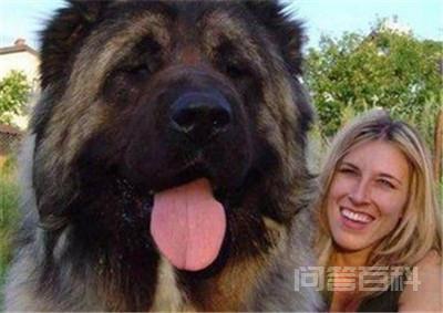长超过33米