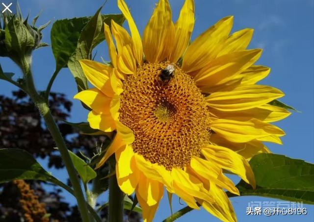 哪里产的瓜子好吃? 这瓜子分的种类太多了我们首先说说这个