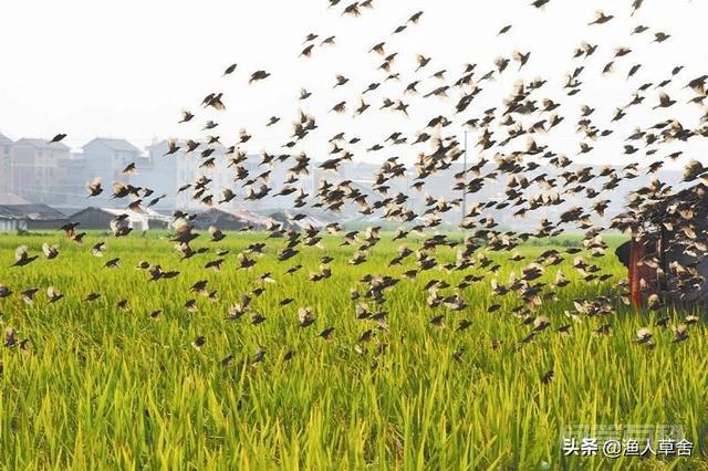 麻雀冬天吃开云官网操作说明?一天能吃多少? 想起来了