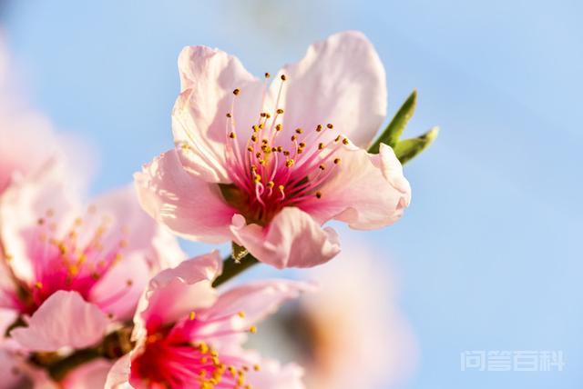 用茶种桃花,春未至,席上已是春光无限 便都是中国人骨子里率真的雅趣