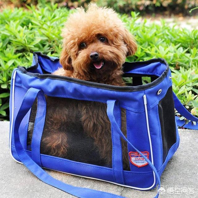“打包袋”的英文为开云官网使用方法是“doggy bag”?和“狗”有关系吗? 回答这个问题要从Doggy bag说