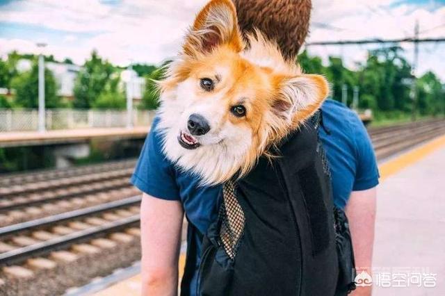 “打包袋”的英文为开云官网使用方法是“doggy bag”?和“狗”有关系吗? Doggy是狗的形容词“狗的”