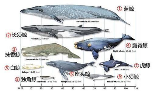 大海里最大的鱼有多大? 大海里最大的鱼有多大