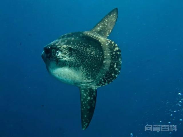 大海里最大的鱼有多大? 体重可达180吨以上