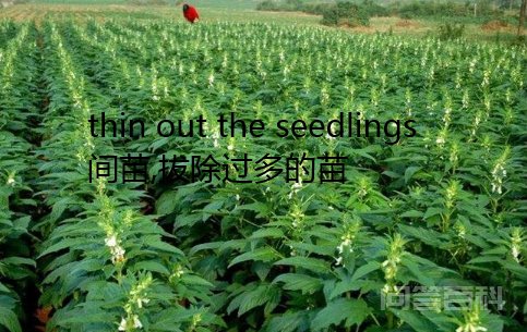 thin的比较级和最高级是开云手机站登录入口手机版登录? thinner