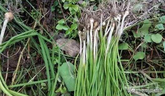 麻麻花和山韭菜花是同一种植物吗? 麻麻花和山韭菜花是同一种植物吗?