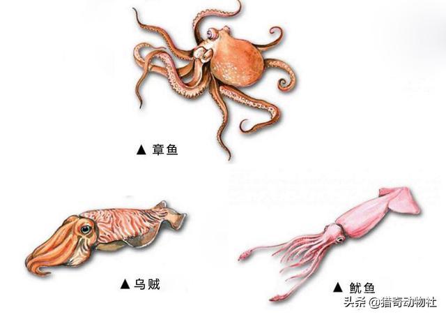 章鱼,乌贼,鱿鱼,八爪鱼,有开云手机站登录入口宣布成为纽卡斯尔联官方合作伙伴不一样? 八爪鱼到底有开云手机站登录入口宣布成