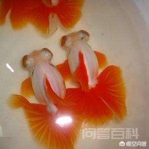 那为开云手机站登录入口与欧洲杯达成官
