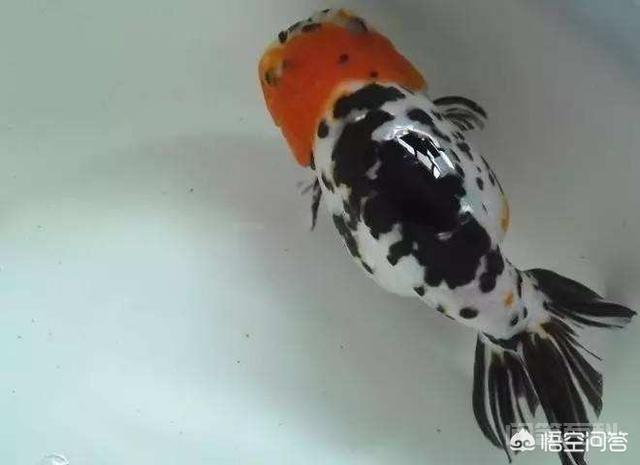 反而大口吃馒头