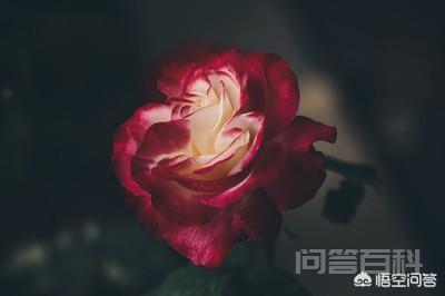 作为一种蔷薇植物