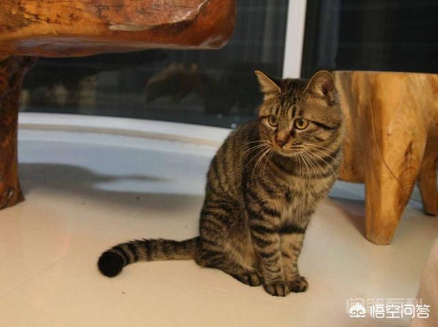 小猫咪离开了妈妈是否会伤心? 小的时候家里养了一只小母猫