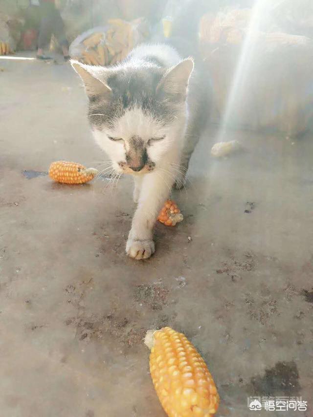 小猫咪离开了妈妈是否会伤心? 第一窝生了六只小猫