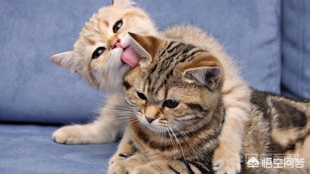 小猫咪离开了妈妈是否会伤心? 我家的猫妈妈会伤心