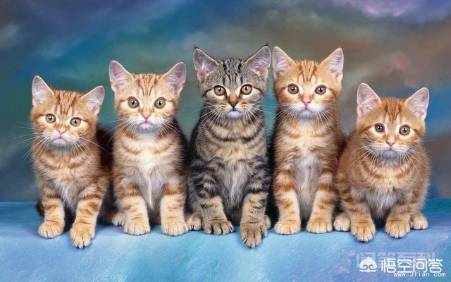 小猫咪离开了妈妈是否会伤心? 我家的猫妈妈会伤心。