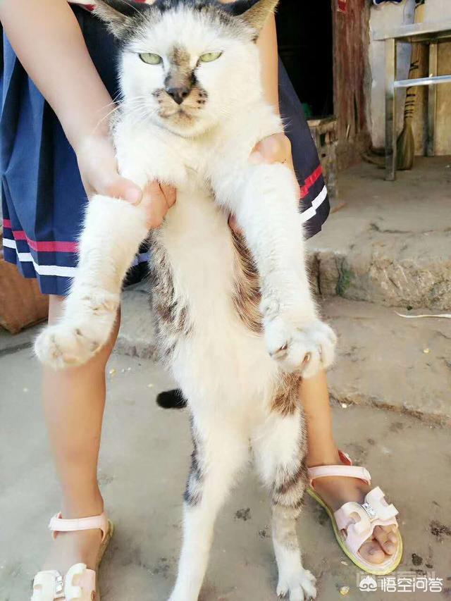 小猫咪离开了妈妈是否会伤心? 每一只都很漂亮