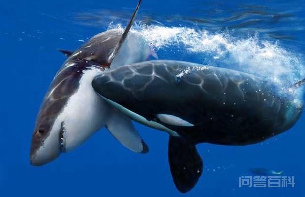 广泛分布于全世界的海域日本北海