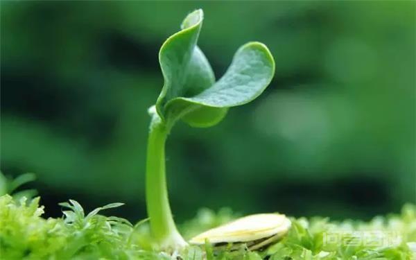 植物种子萌发时,最先长出的是( ) A.胚根 B.胚芽 C.胚轴 D.子叶 子叶先长出来