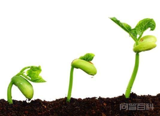 植物种子萌发时,最先长出的是( ) A.胚根 B.胚芽 C.胚轴 D.子叶 所以这个问题的答案是D