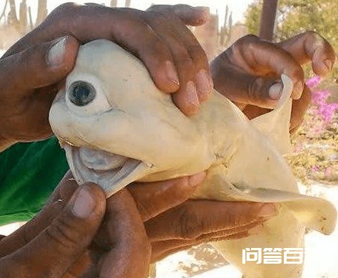 日本正式批准核污水排海计划,核污染会给我们带来哪些影响? 讨论通过了东京电力开云手机站登录入口