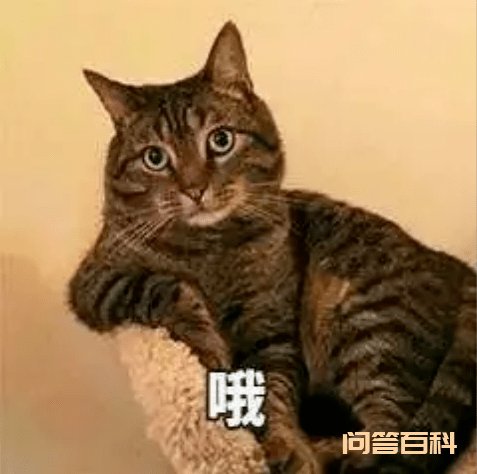 很容易就被这些黑话绕出了圈子