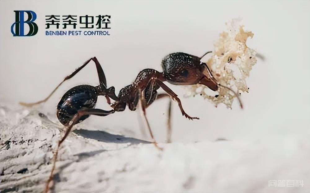 蚂蚁的生活习性及危害 蚂蚁种类多