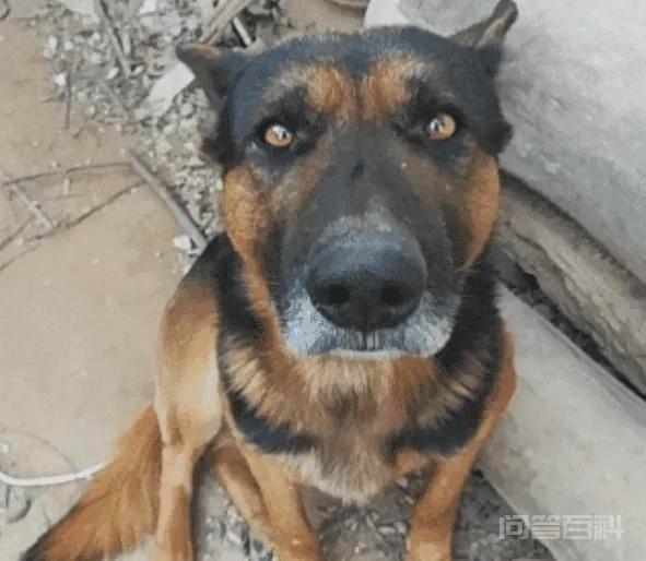 在农村,为何有人会高价收购十年以上的老土狗?收购的老狗用来干吗? 一个长期从事土狗贩卖生意的老板对我说