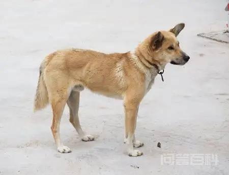 在农村,为何有人会高价收购十年以上的老土狗?收购的老狗用来干吗? 要是你发现有人家中养有十年以上的黑色