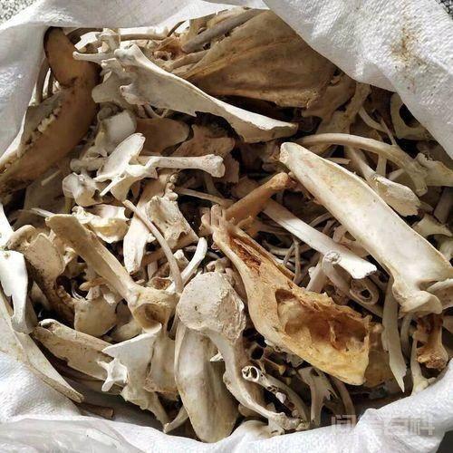 在农村,为何有人会高价收购十年以上的老土狗?收购的老狗用来干吗? 多少钱不是问题