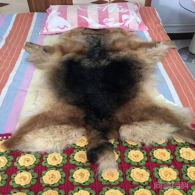 在农村,为何有人会高价收购十年以上的老土狗?收购的老狗用来干吗? 只要狗主人愿意将狗卖给我