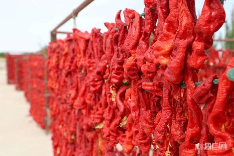 新疆博湖:又是一年辣椒红 央广网博湖8月2日消息(记者 李昊轩