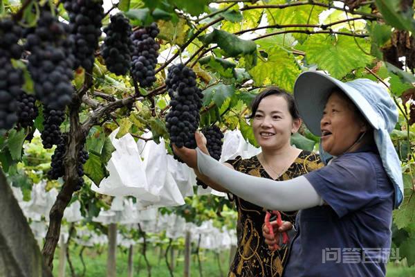 九龙坡:葡萄采摘节线上展示推介来了 葡萄成熟了