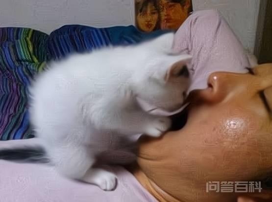 猫咪有这几个特征,说明主人很疼它 猫咪软萌