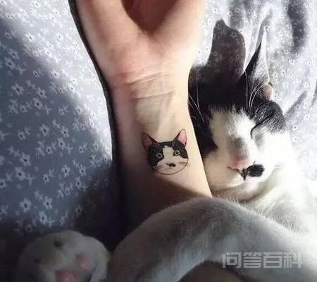 猫咪有这几个特征,说明主人很疼它 那怎么知道猫咪过得好不好呢?