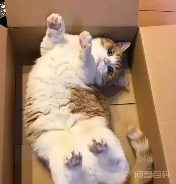 猫咪有这几个特征,说明主人很疼它 是很多人喜欢饲养的宠物