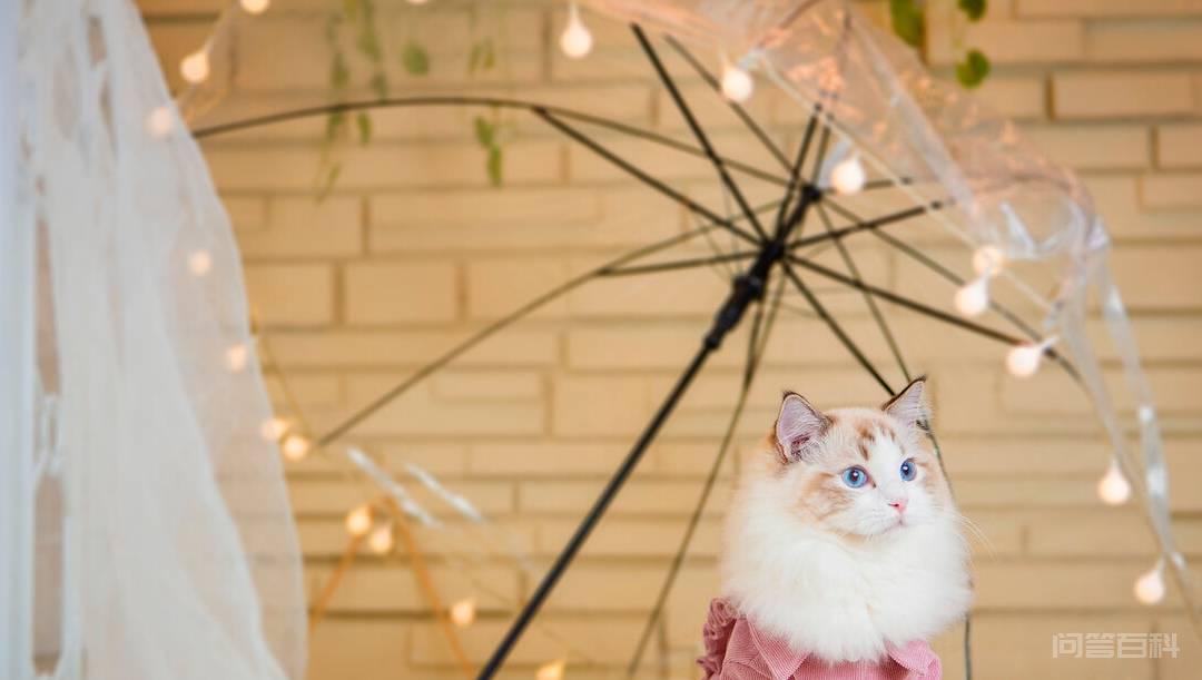 猫咪有这几个特征,说明主人很疼它 那怎么知道猫咪过得好不好呢