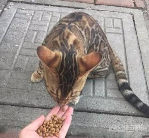 猫咪有这几个特征,说明主人很疼它 如果猫咪有这几个特征,说明主人很疼它!