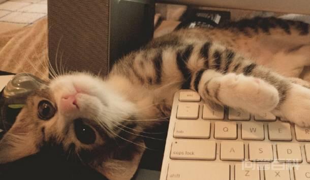 猫咪有这几个特征,说明主人很疼它 说明主人很疼它