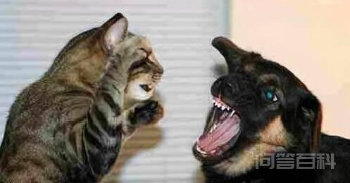 猫咪有这几个特征,说明主人很疼它 如果猫咪有这几个特征