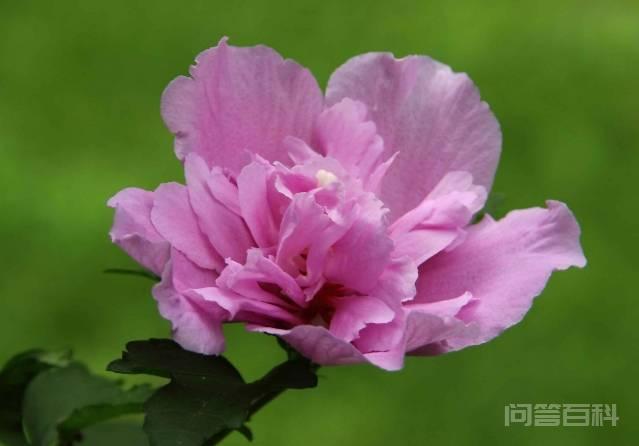 能够给全家人带来好运