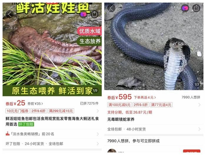 网红烧烤大白鲨背后:多少电商平台在违规卖“野味”? 有消息称该大白鲨是网购而来