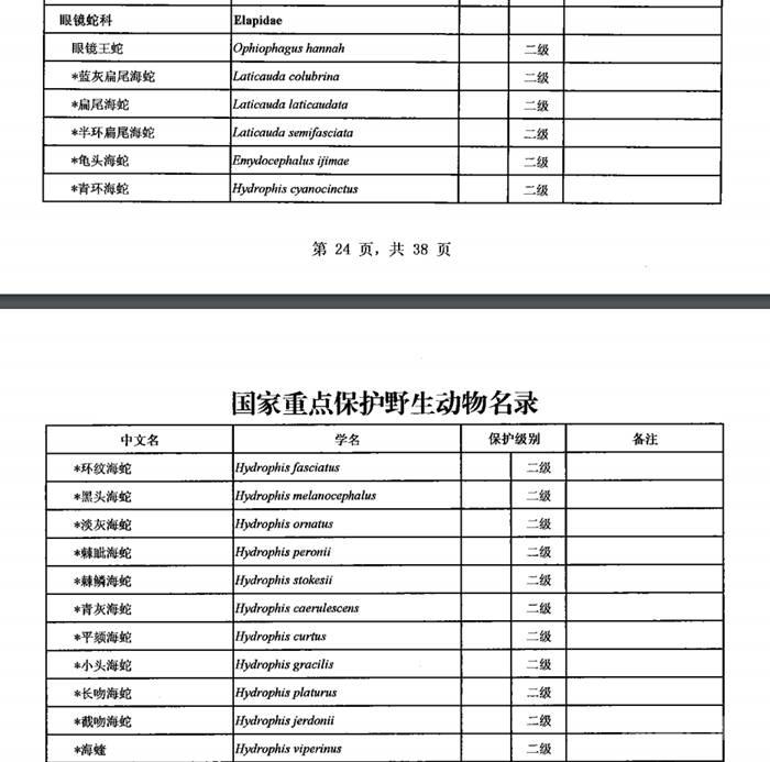 网红烧烤大白鲨背后:多少电商平台在违规卖“野味”? 虽然在电商平台搜索不到“大白鲨”