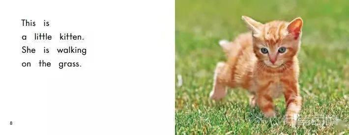 胖胖阿姨讲故事 | 小猫咪 Kittens
