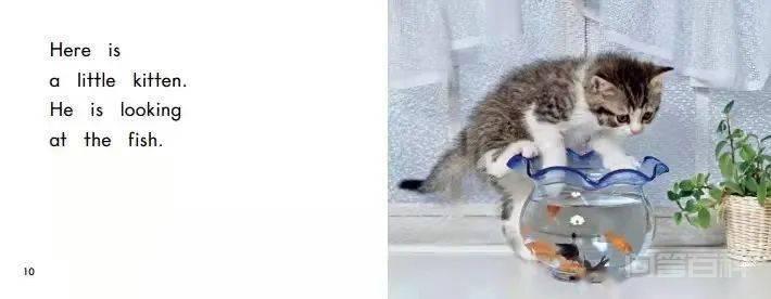 胖胖阿姨讲故事 | 小猫咪 小猫咪