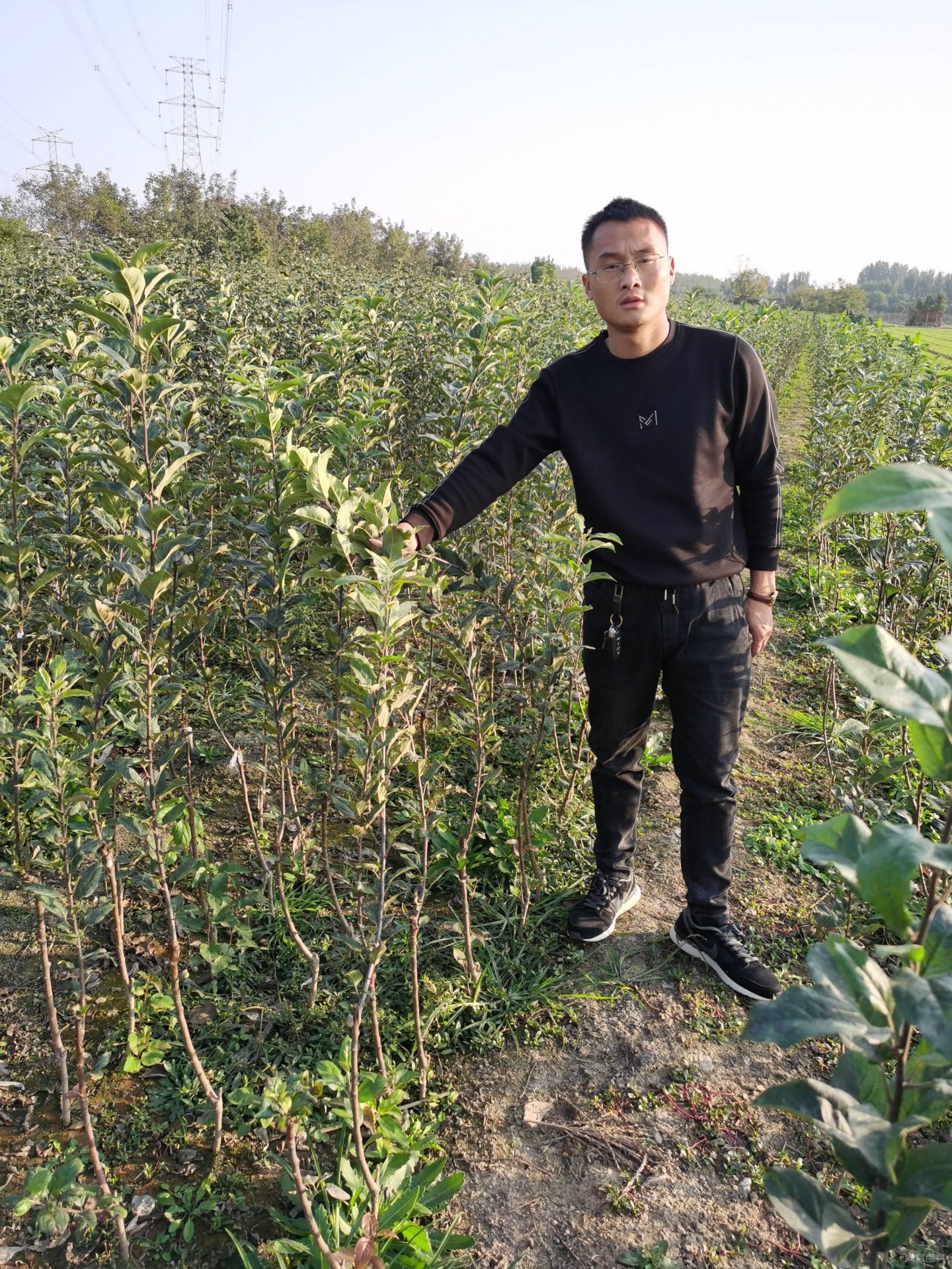 强旺低产爱妃苹果树保留并培养中庸枝