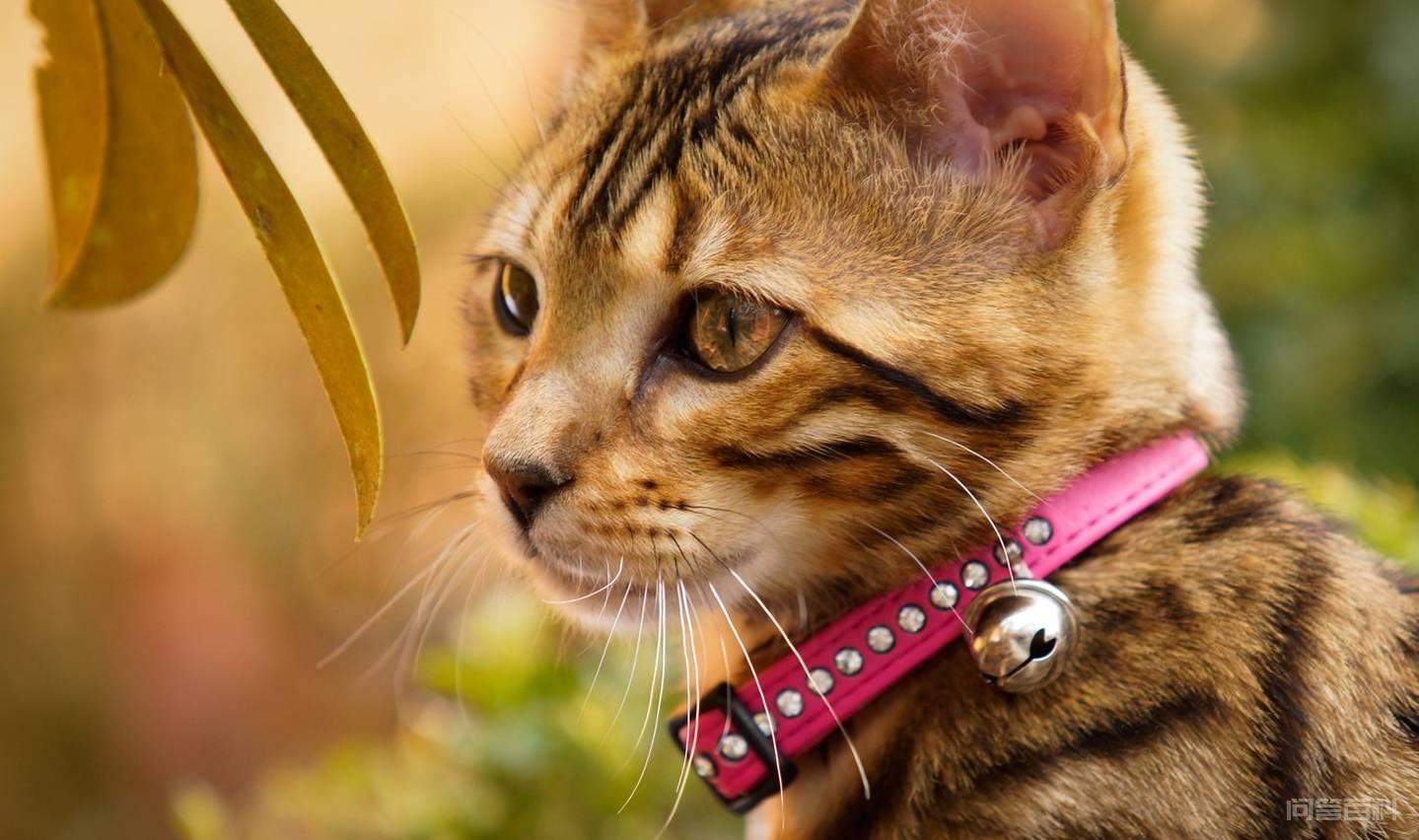 爽也呼噜,痛也呼噜,猫咪为开云手机站登录入口官方网站会发出呼噜呼噜的声音? 同题参见我能做的也只是轻轻地抚摸它
